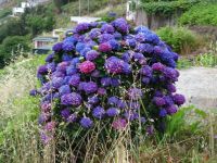 Levada Wanderung - Hortensien