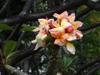 Santa Caterina Park - Frangipani