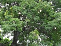 Santa Catarina Park - Kapokbaum