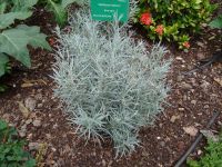 Quinta Vigia - Curry