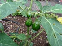 Quinta Vigia - Chili