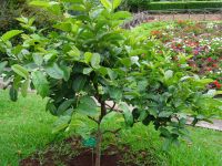 Quntia Vigia - Guave