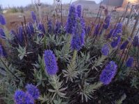 Madeira- Natternkopf am Pico do Arieiro