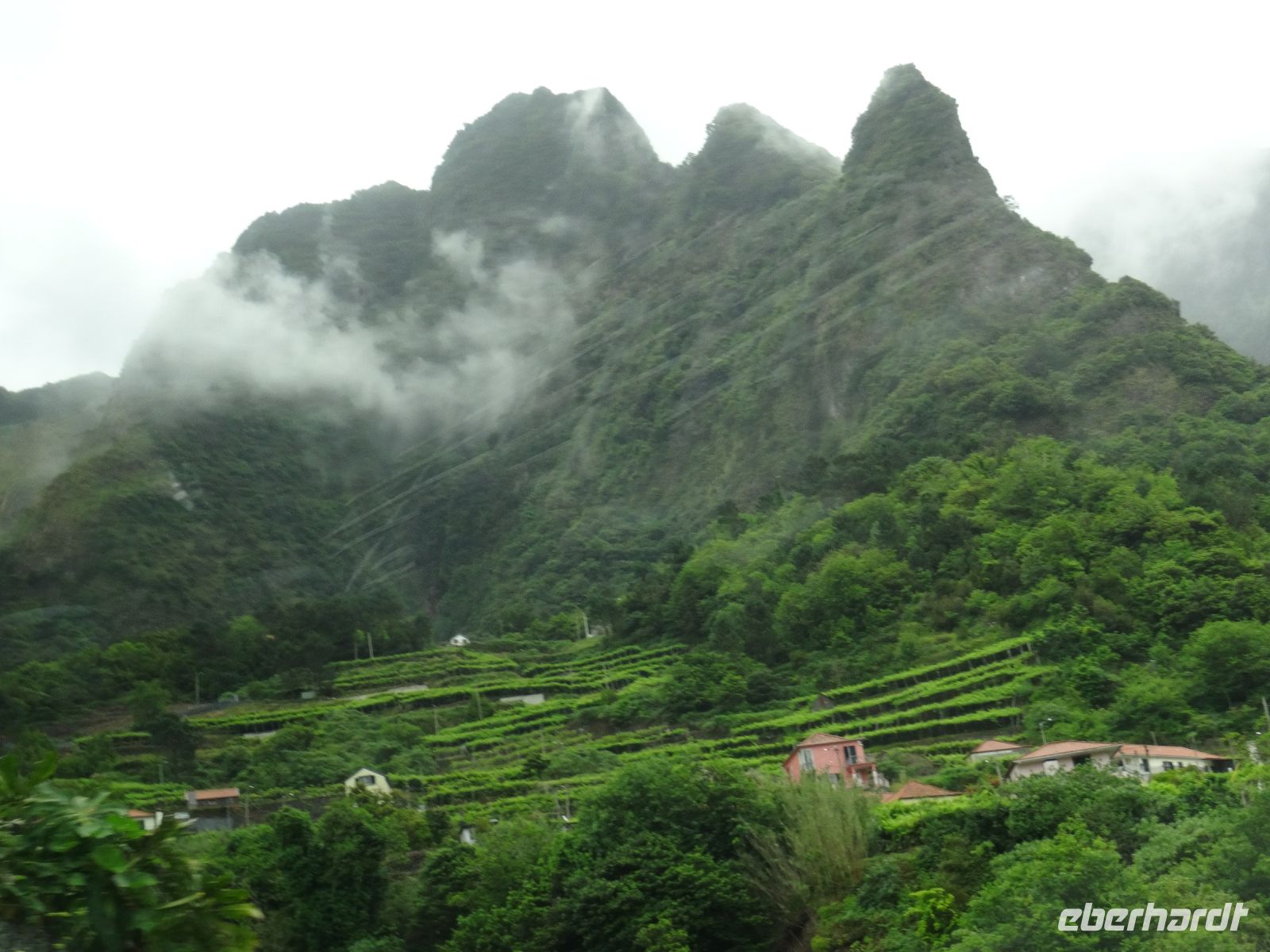 Weinterrassen in Sao Vicente