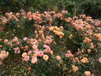 Quinta do Arco in San Jorge (Rosengarten)