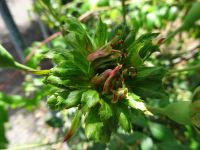 eine grüne Rose im Rosengarten der Quinta do Arcoa