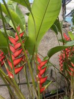 Heliconia stricta