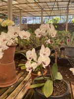 Orchidee im Quinta boa Vista