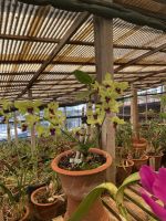 Orchidee im Quinta boa Vista