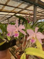 Orchidee im Quinta boa Vista