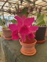 Orchidee im Quinta boa Vista