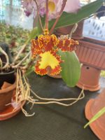 Orchidee im Quinta boa Vista