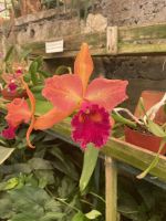 Orchidee im Quinta boa Vista