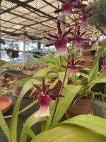 Orchidee im Quinta boa Vista