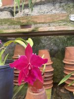 Orchidee im Quinta boa Vista