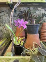 Orchidee im Quinta boa Vista