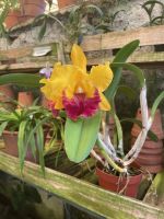 Orchidee im Quinta boa Vista