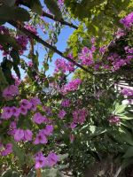 Garten Quinta boa Vista