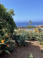 Strelitzien im Quinta boa Vista