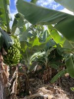 kleine Bananenplantage