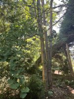 Ginko im Blandys Garten