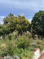 Esmeraldas Kräutergarten