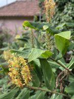 Schmetterlingsingwer