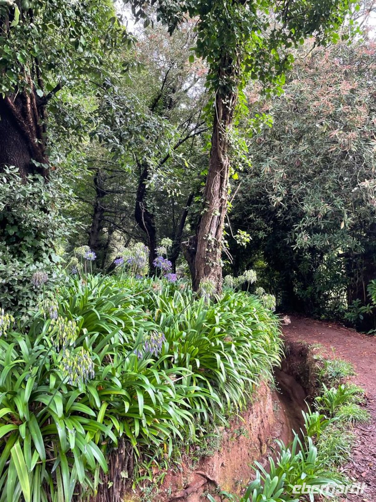 Levada do serra do Faial