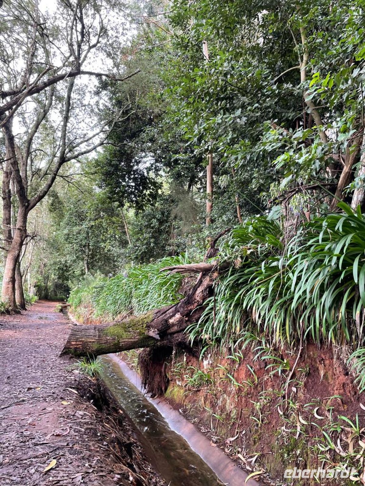 Levada do serra do Faial
