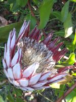 Protea - Botanischer Garten