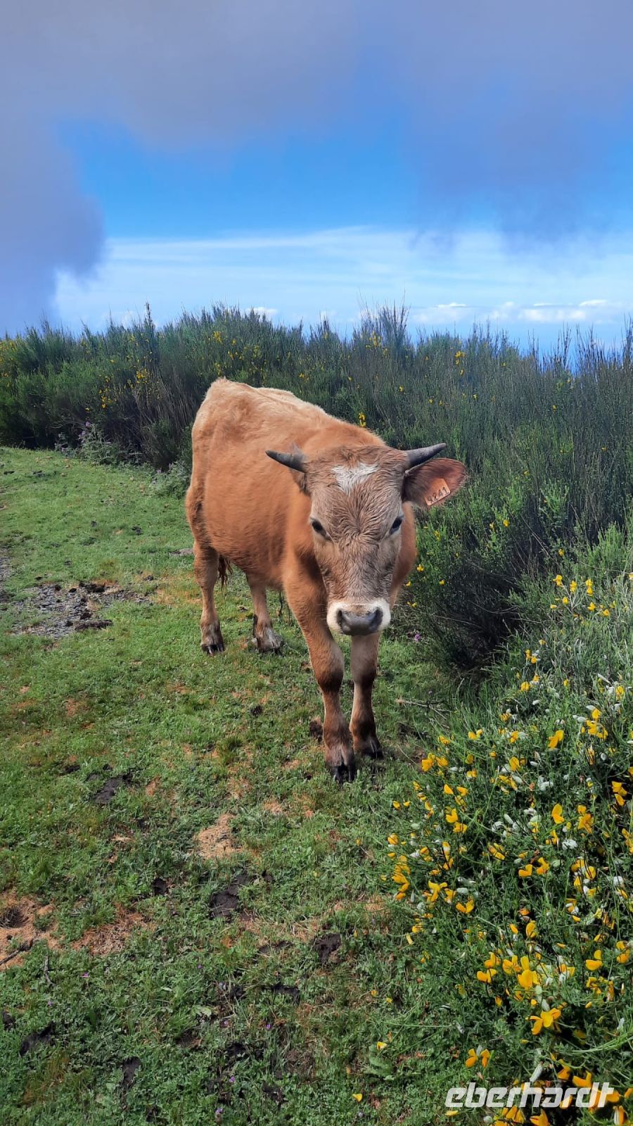 Wanderung an der Levada do Paul