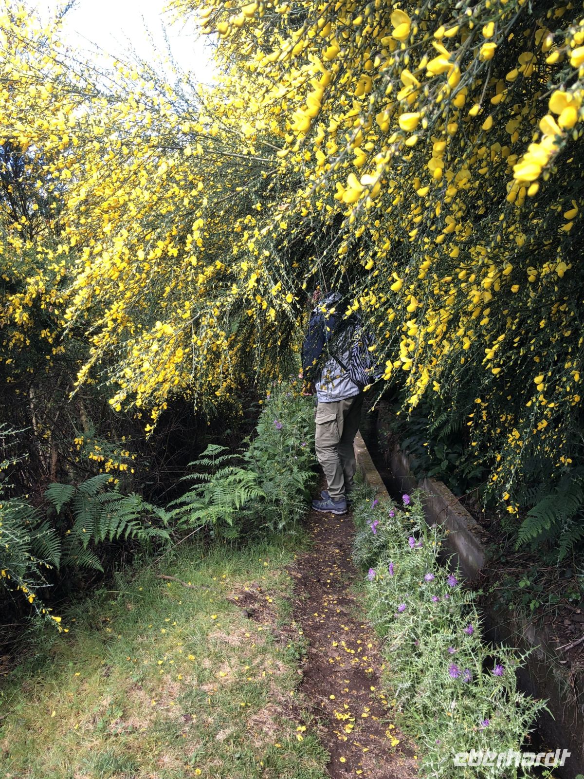 Ginster, Ginster, Ginster