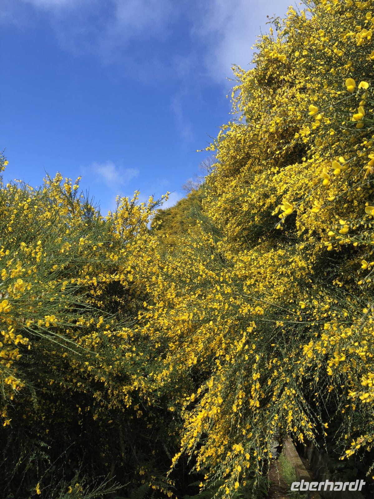 ... und er sticht, sticht, sticht