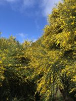 ... und er sticht, sticht, sticht