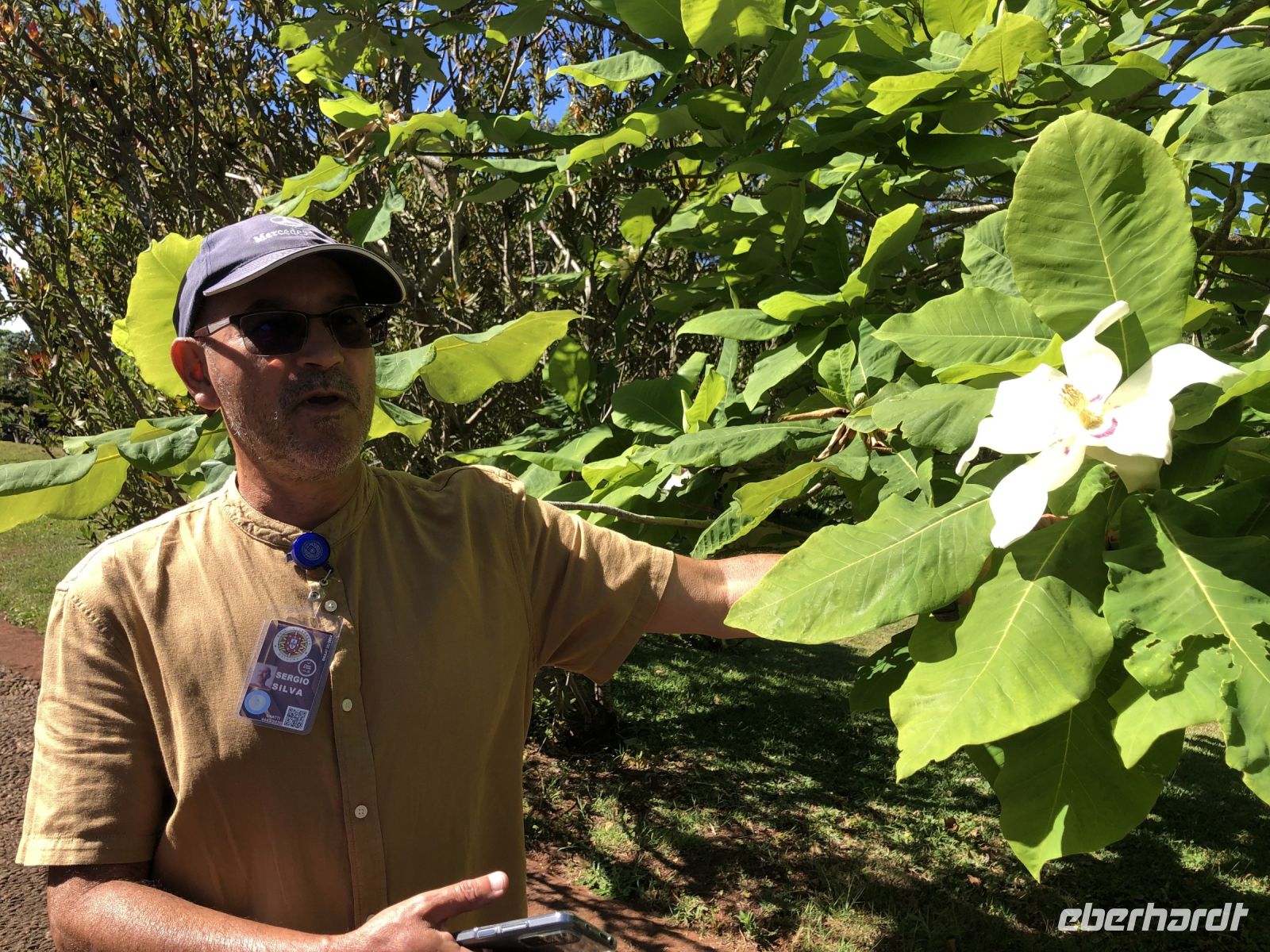 Immergrüne Magnolie