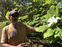 Immergrüne Magnolie