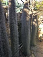 meterlange Tillandsien