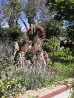 in Esmeraldas Garten