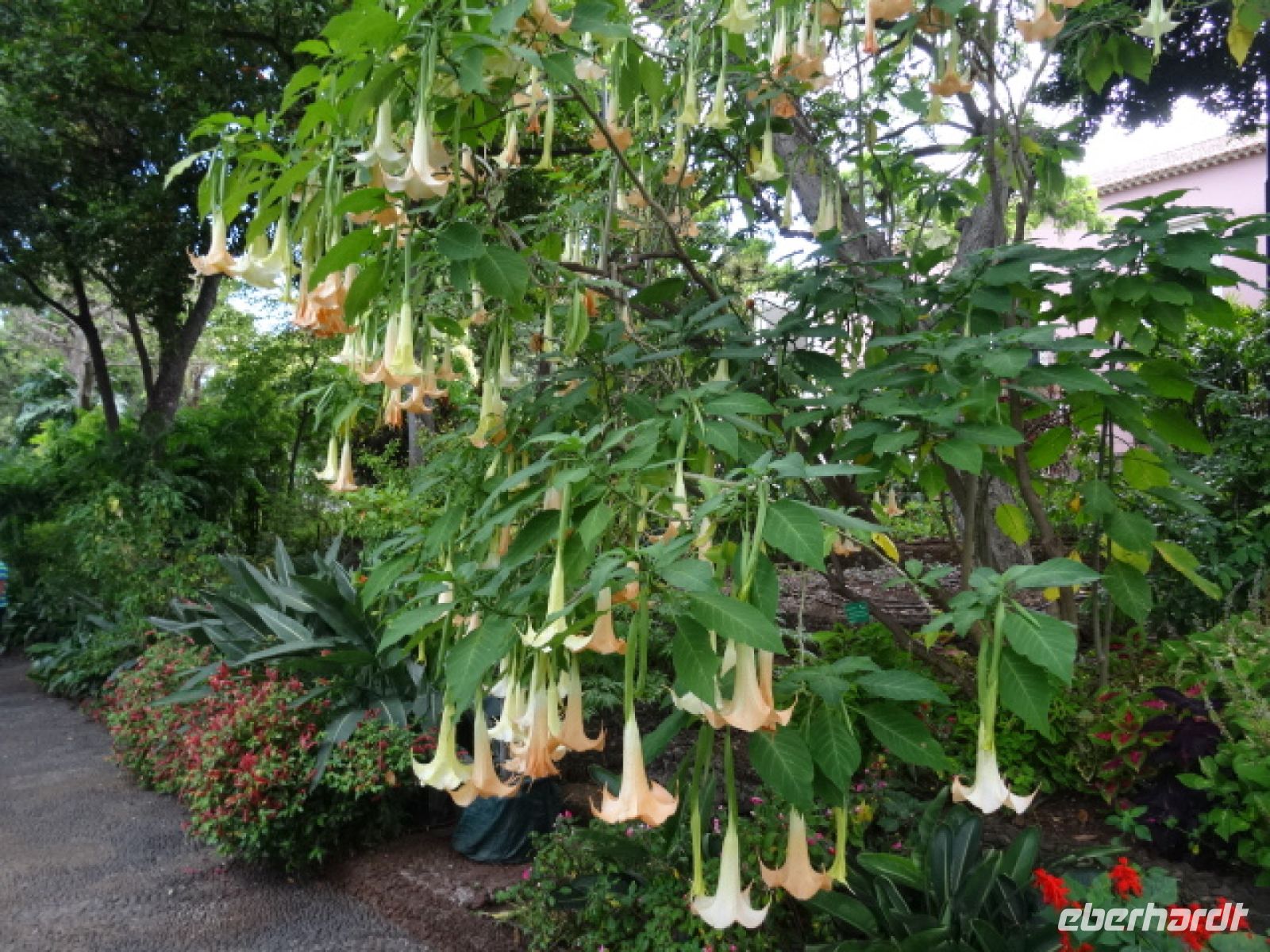 Quinta Vigia - Trompetenbaum