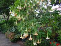 Quinta Vigia - Trompetenbaum