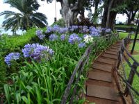 Quinta Vigia - Agapanthus