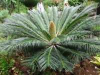 Quinta Vigia - Stechpalme