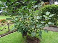 Quinta Vigia - Feigenbaum