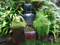 Tropischer Garten in Monte