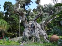 Tropischer Garten in Monte- der älteste Olivenbaum der Insel