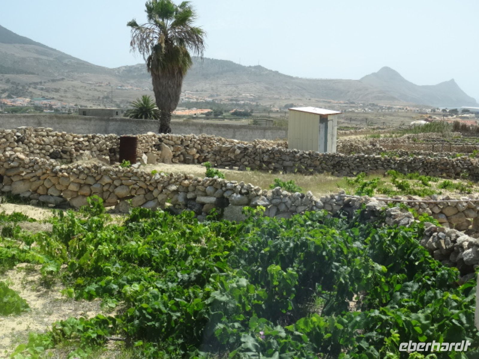 Weinanbau auf Porto Santo