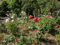 im Rosengarten von Arco S Jorge