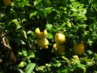 Zitronenbaum am Eco Museum