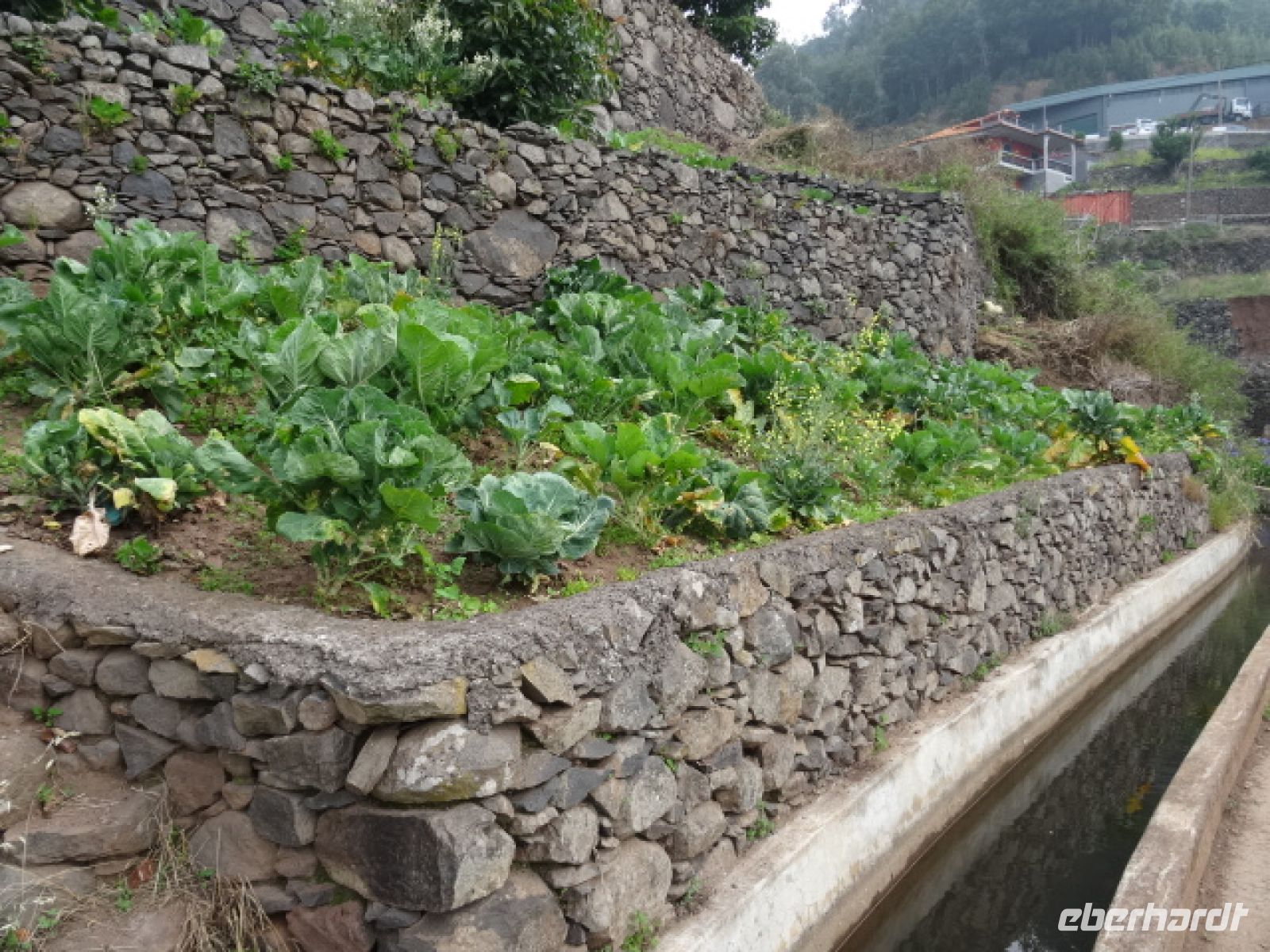 kleines Gemüsefeld an der Levada