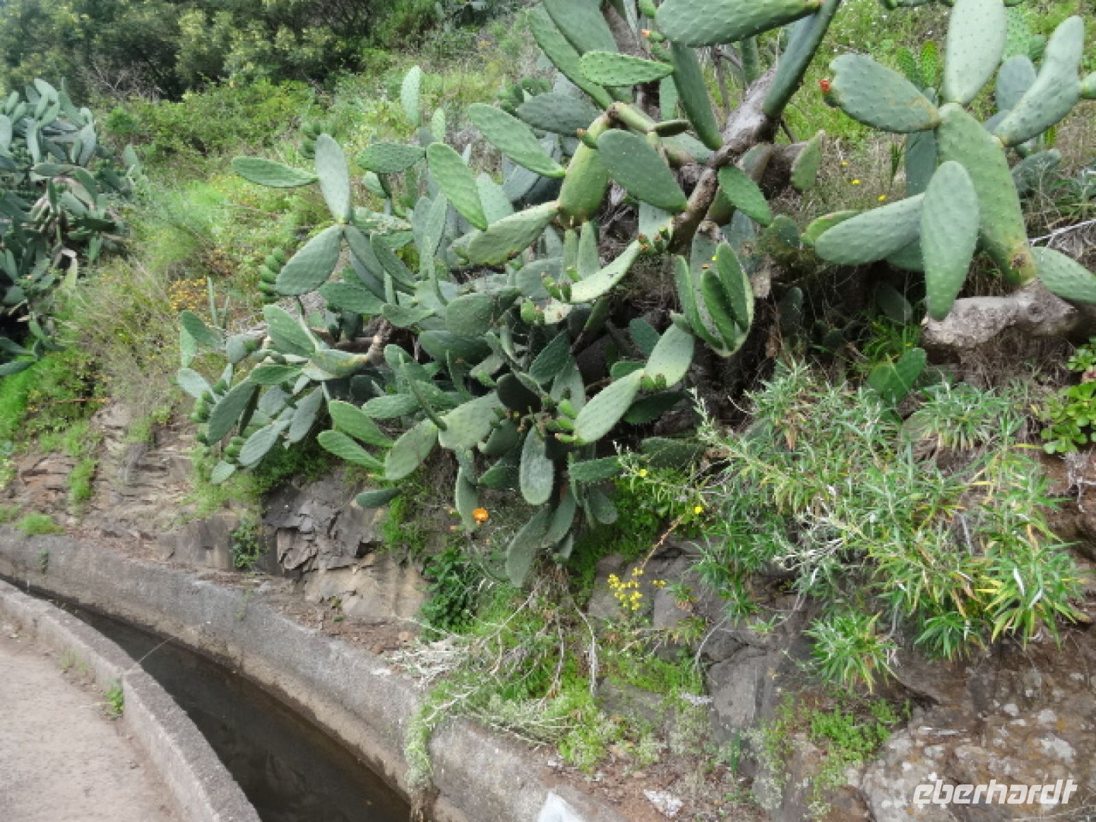 Kakteen entlang der Levada